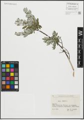 Foto von Salix repens L.